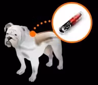 Chip de seguimiento de animales RFID Microchip inyectable para animales Microchip para mascotas
